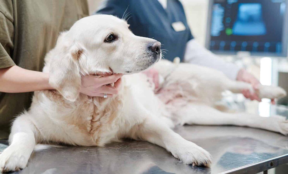 Close-up of purebred dog lying on the table with owner standing near by while doctor examining it at vet clinic.